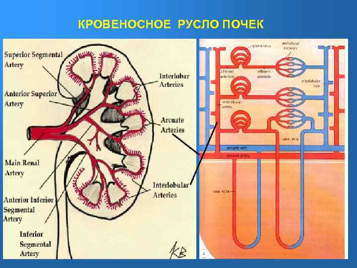 КРОВЕНОСНОЕ РУСЛО ПОЧЕК 