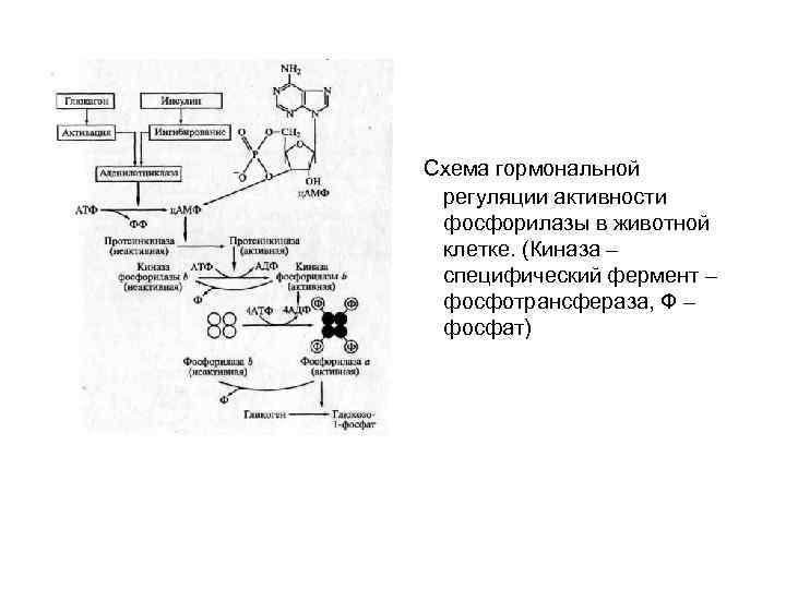  Схема гормональной регуляции активности фосфорилазы в животной клетке. (Киназа – специфический фермент –