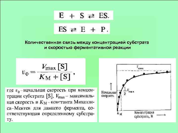 Количественная связь между концентрацией субстрата и скоростью ферментативной реакции 