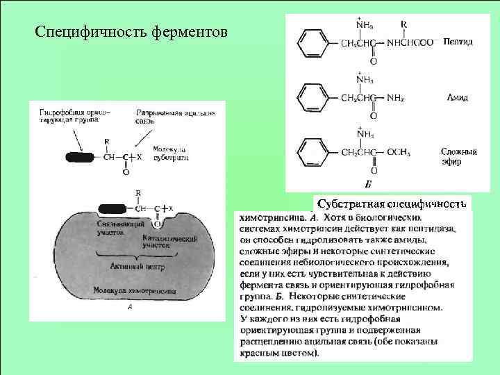 Схема анри ферменты