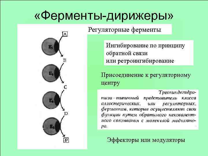  «Ферменты-дирижеры» Регуляторные ферменты Ингибирование по принципу обратной связи или ретроингибирование Присоединение к регуляторному