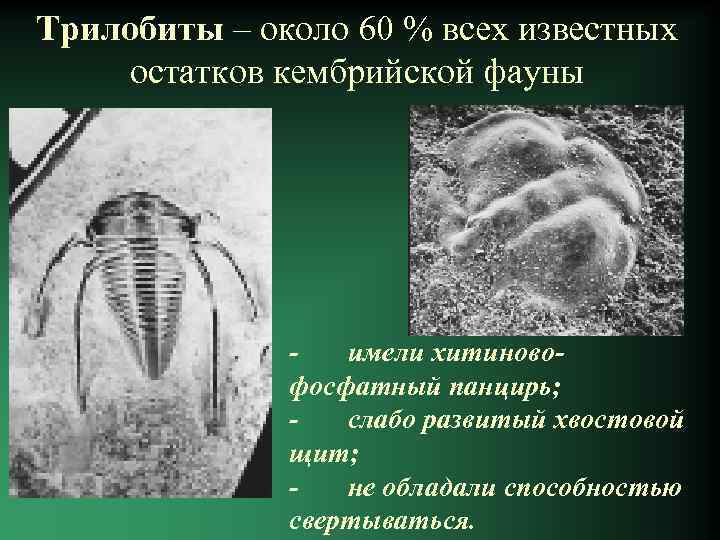 Трилобиты – около 60 % всех известных остатков кембрийской фауны - имели хитиновофосфатный панцирь;