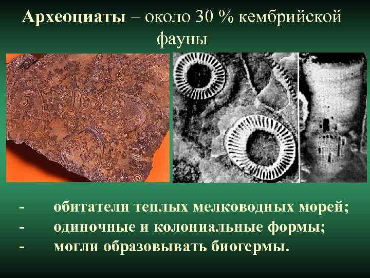 Археоциаты – около 30 % кембрийской фауны - обитатели теплых мелководных морей; - одиночные