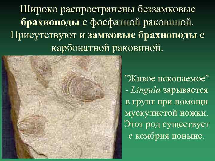 Широко распространены беззамковые брахиоподы с фосфатной раковиной. Присутствуют и замковые брахиоподы с карбонатной раковиной.