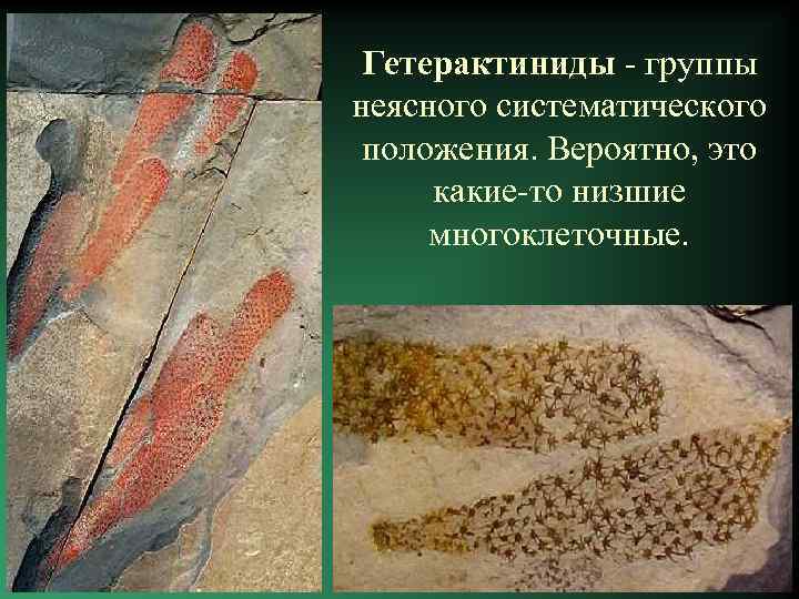 Гетерактиниды - группы неясного систематического положения. Вероятно, это какие-то низшие многоклеточные. 