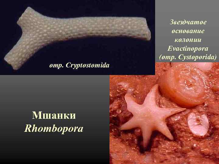 отр. Cryptostomida Мшанки Rhombopora Звездчатое основание колонии Evactinopora (отр. Cystoporida) 