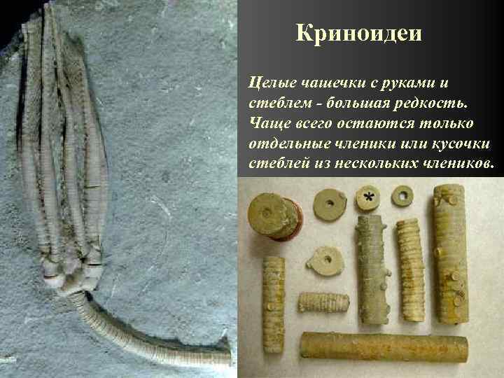 Криноидеи Целые чашечки с руками и стеблем - большая редкость. Чаще всего остаются только