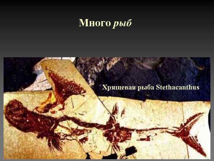 Много рыб Хрящевая рыба Stethacanthus 