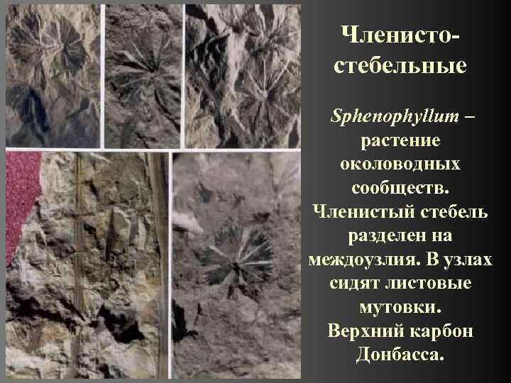 Членистостебельные Sphenophyllum – растение околоводных сообществ. Членистый стебель разделен на междоузлия. В узлах сидят