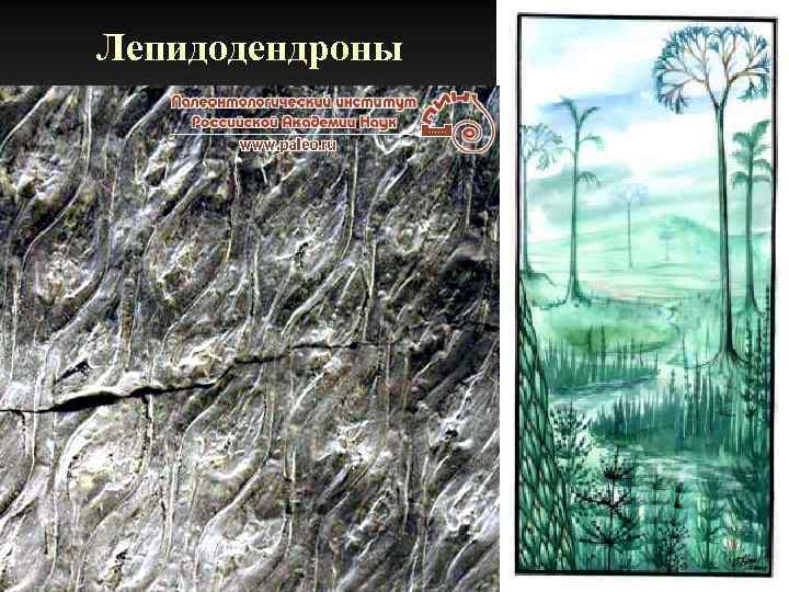 Лепидодендроны 