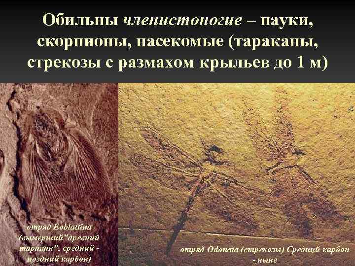 Обильны членистоногие – пауки, скорпионы, насекомые (тараканы, стрекозы с размахом крыльев до 1 м)