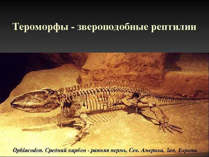 Тероморфы - звероподобные рептилии Ophiacodon. Средний карбон - ранняя пермь, Сев. Америка, Зап. Европа.