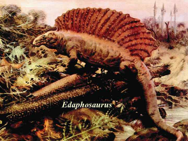 Edaphosaurus 