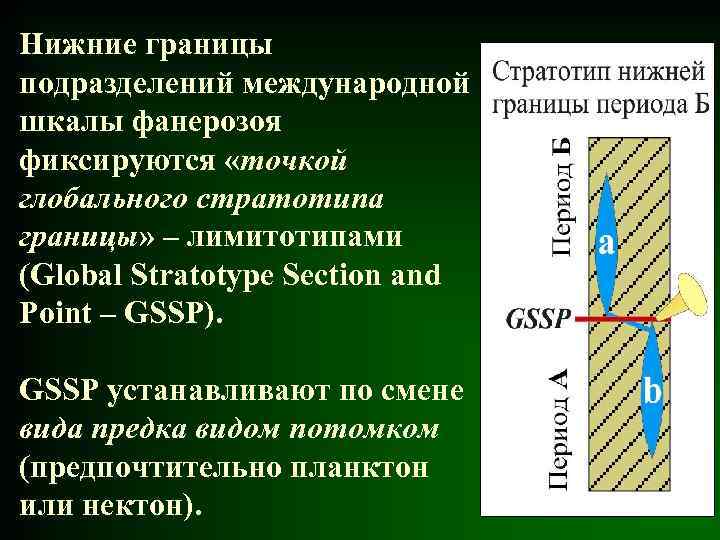 Нижние границы подразделений международной шкалы фанерозоя фиксируются «точкой глобального стратотипа границы» – лимитотипами (Global