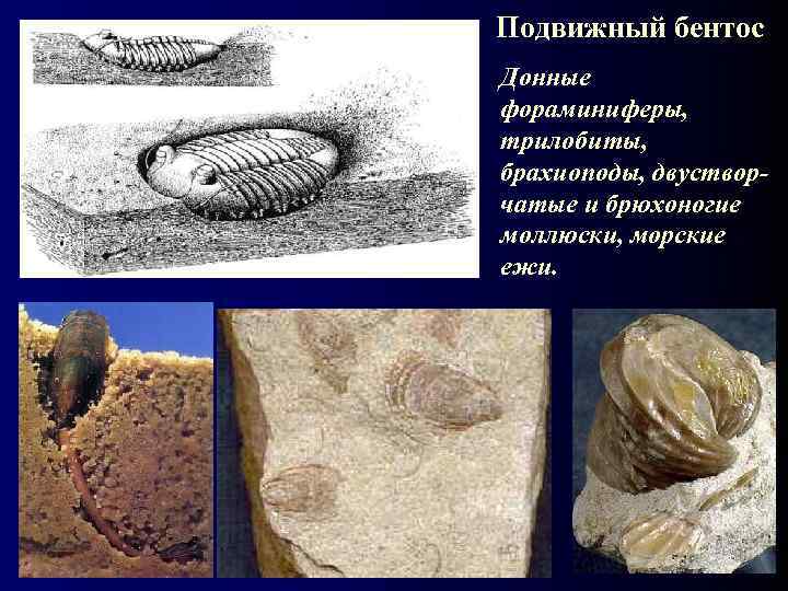 Подвижный бентос Донные фораминиферы, трилобиты, брахиоподы, двустворчатые и брюхоногие моллюски, морские ежи. 