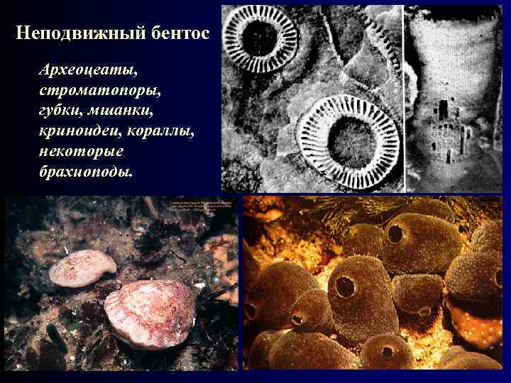 Неподвижный бентос Археоцеаты, строматопоры, губки, мшанки, криноидеи, кораллы, некоторые брахиоподы. 