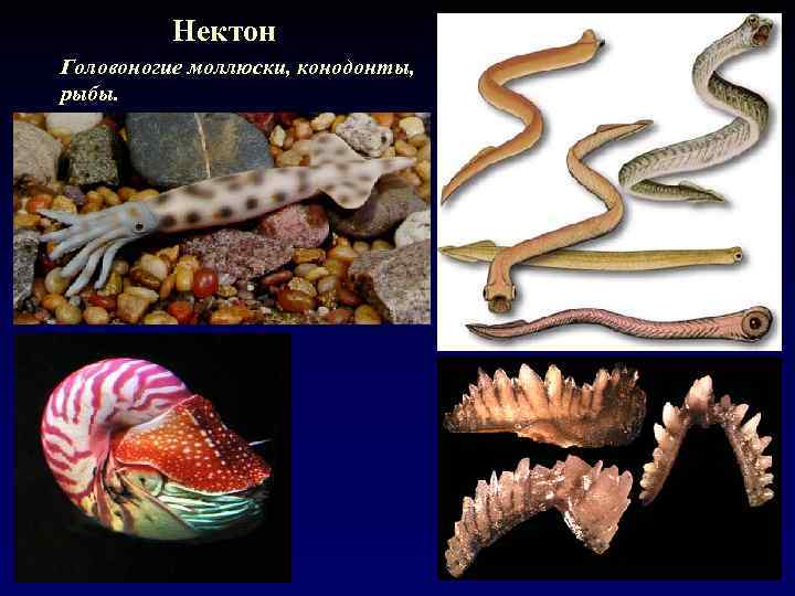 Нектон Головоногие моллюски, конодонты, рыбы. 