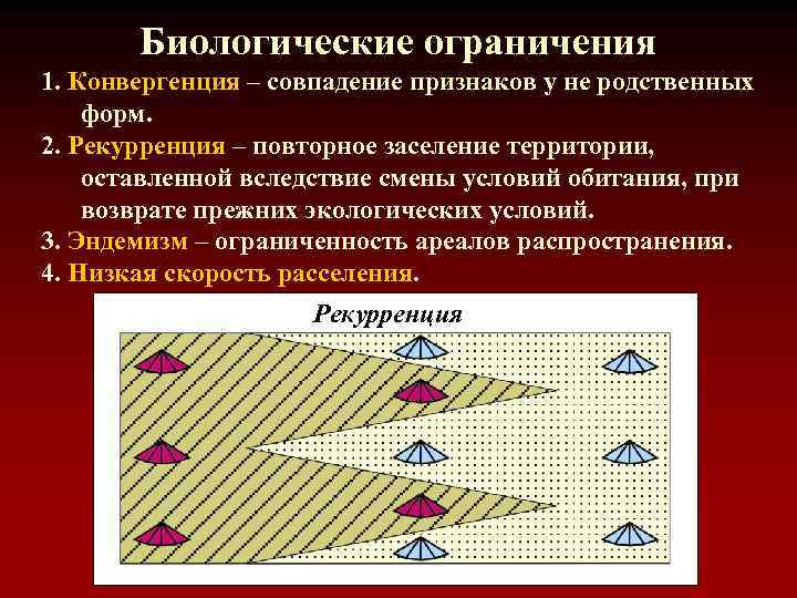 Биологические ограничения 1. Конвергенция – совпадение признаков у не родственных форм. 2. Рекурренция –