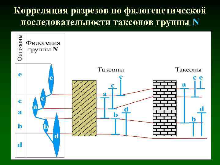 Корреляция разрезов по филогенетической последовательности таксонов группы N 
