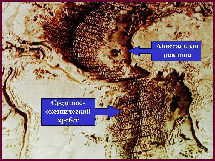 Абиссальная равнина Срединноокеанический хребет 