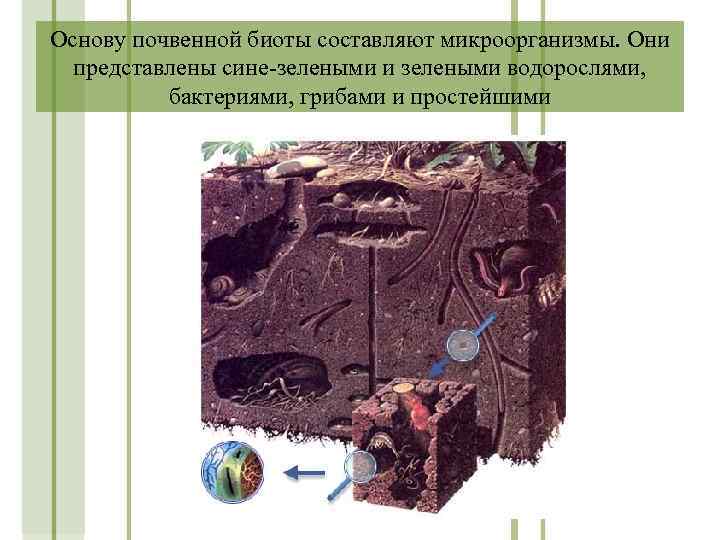 Основу почвенной биоты составляют микроорганизмы. Они представлены сине-зелеными и зелеными водорослями, бактериями, грибами и
