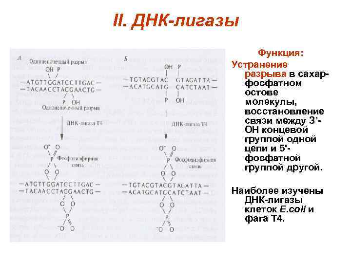 II. ДНК-лигазы Функция: Устранение разрыва в сахарфосфатном остове молекулы, восстановление связи между З’ОН концевой