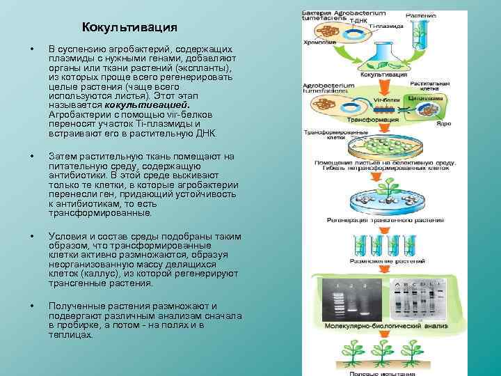 Кокультивация • В суспензию агробактерий, содержащих плазмиды с нужными генами, добавляют органы или ткани