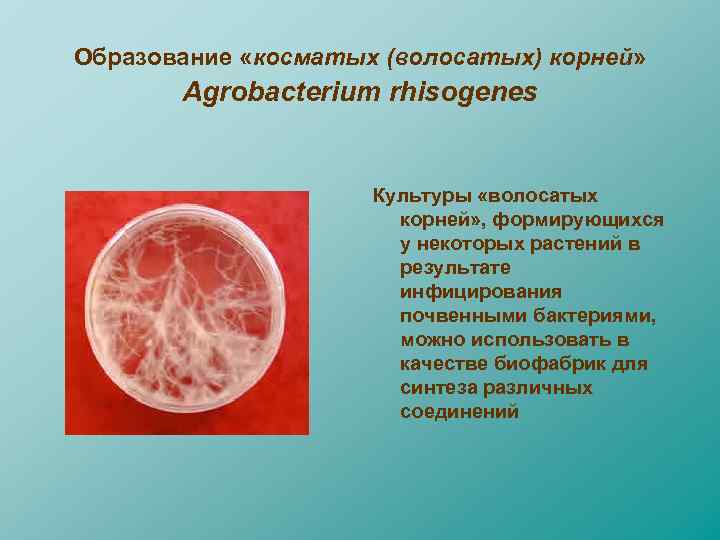 Образование «косматых (волосатых) корней» Аgrobacterium rhisogenes Культуры «волосатых корней» , формирующихся у некоторых растений