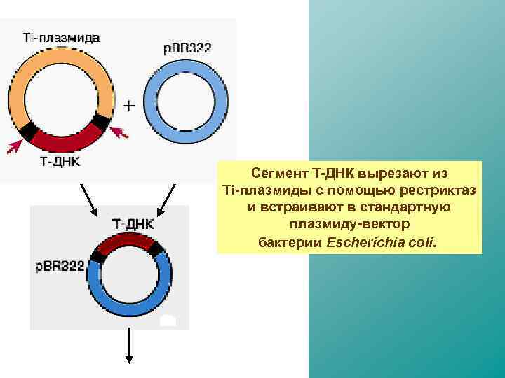 Сегмент Т-ДНК вырезают из Ti-плазмиды с помощью рестриктаз и встраивают в стандартную плазмиду-вектор бактерии