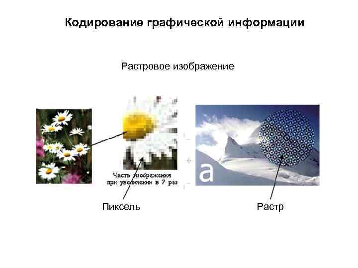 Кодирование графической информации Растровое изображение Пиксель Растр 