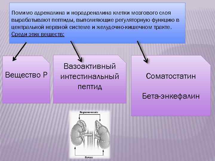 Адреналин и норадреналин функции. Надпочечники адреналин и норадреналин. Выработка адреналина и норадреналина. Функции адреналина и норадреналина в надпочечников.