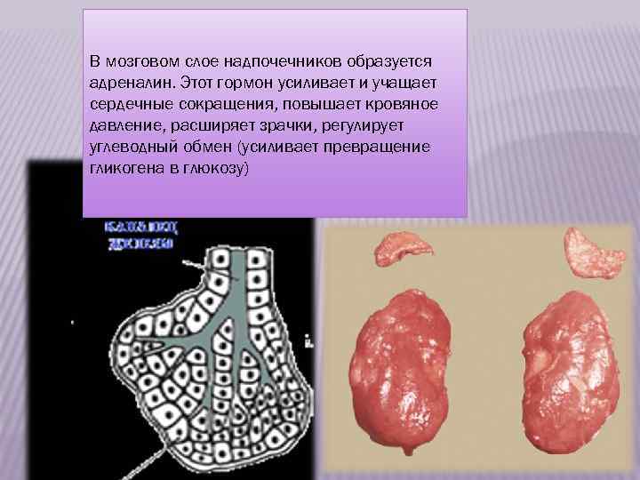 Мозговое вещество надпочечников