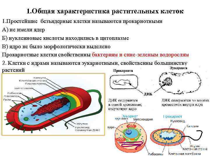 1. Общая характеристика растительных клеток 1. Простейшие безъядерные клетки называются прокариотными А) не имели
