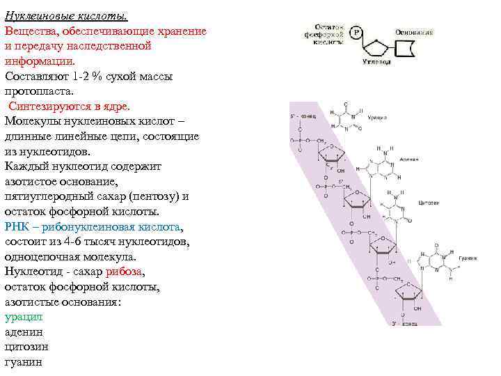 Нуклеиновые кислоты. Вещества, обеспечивающие хранение и передачу наследственной информации. Составляют 1 -2 % сухой