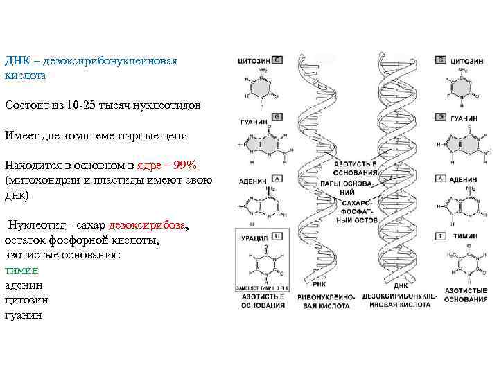 ДНК – дезоксирибонуклеиновая кислота Состоит из 10 -25 тысяч нуклеотидов Имеет две комплементарные цепи