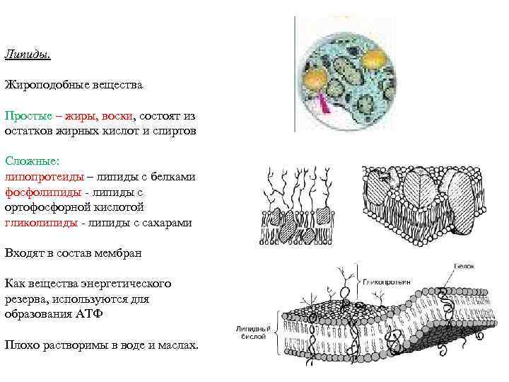 Липиды. Жироподобные вещества Простые – жиры, воски, состоят из остатков жирных кислот и спиртов