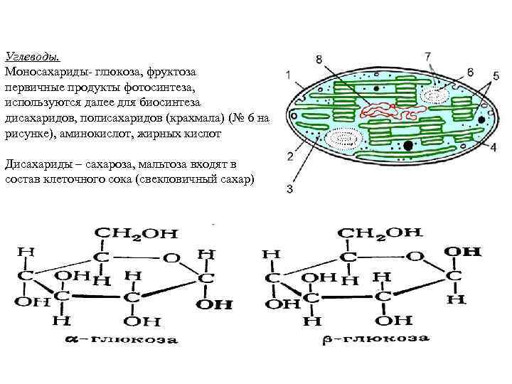 Углеводы. Моносахариды- глюкоза, фруктоза первичные продукты фотосинтеза, используются далее для биосинтеза дисахаридов, полисахаридов (крахмала)