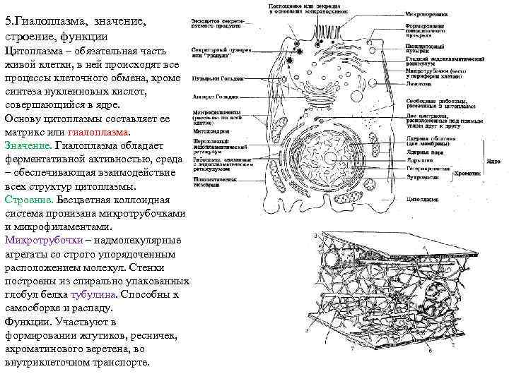 5. Гиалоплазма, значение, строение, функции Цитоплазма – обязательная часть живой клетки, в ней происходят