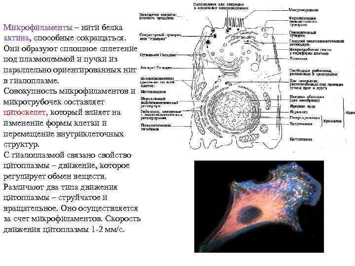 Микрофиламенты – нити белка актина, способные сокращаться. Они образуют сплошное сплетение под плазмолеммой и