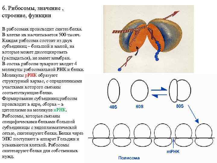 6. Рибосомы, значение , строение, функции В рибосомах происходит синтез белка. В клетке их