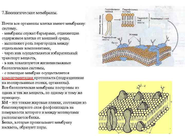 7. Биологические мембраны. Почти все органеллы клетки имеют мембранную систему. - мембраны служат барьерами,
