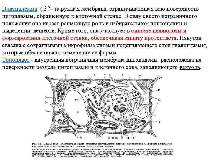 Плазмалемма ( 3 )– наружная мембрана, ограничивающая всю поверхность цитоплазмы, обращенную к клеточной стенке.