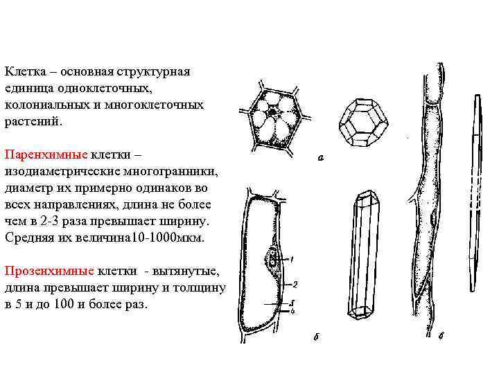 Клетка – основная структурная единица одноклеточных, колониальных и многоклеточных растений. Паренхимные клетки – изодиаметрические