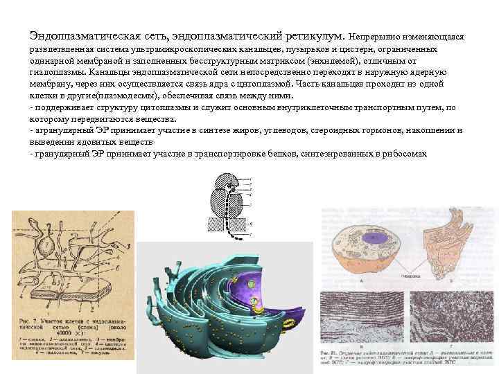 Эндоплазматическая сеть, эндоплазматический ретикулум. Непрерывно изменяющаяся развлетвленная система ультрамикроскопических канальцев, пузырьков и цистерн, ограниченных