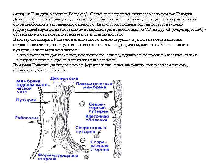 Аппарат Гольджи (комплекс Гольджи)*. Состоит из отдельных диктиосом и пузырьков Гольджи. Диктиосомы — органеллы,