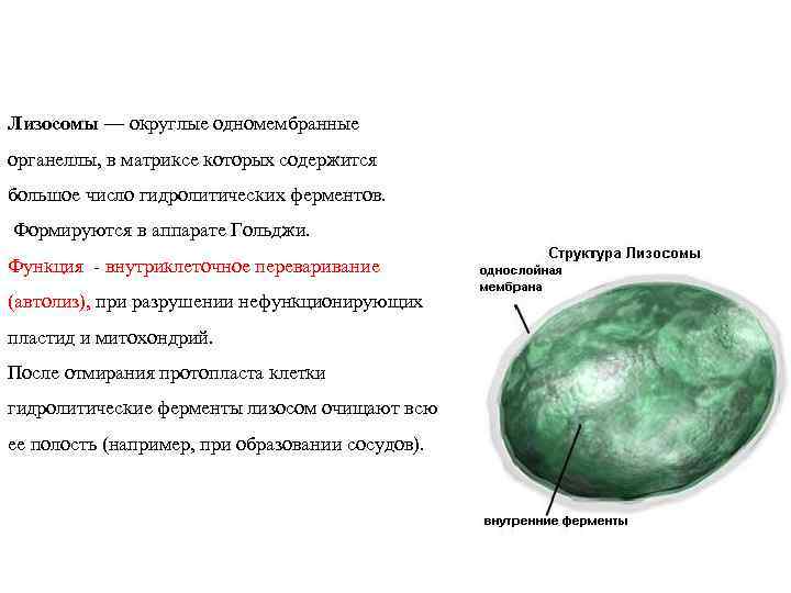 Лизосомы — округлые одномембранные органеллы, в матриксе которых содержится большое число гидролитических ферментов. Формируются