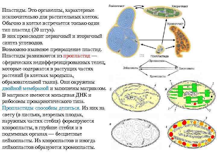 Пластиды. Это органеллы, характерные исключительно для растительных клеток. Обычно в клетке встречается только один