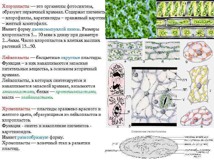 Хлоропласты — это органеллы фотосинтеза, образуют первичный крахмал. Содержат пигменты – хлорофиллы, каратиноиды –