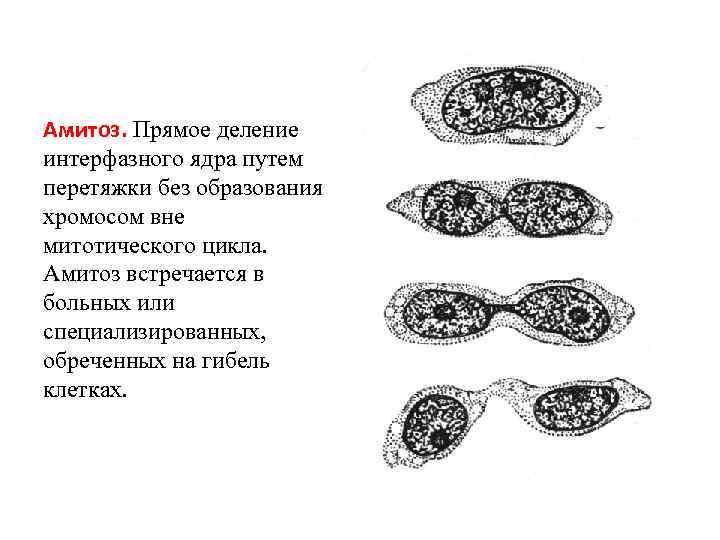 Амитоз. Прямое деление интерфазного ядра путем перетяжки без образования хромосом вне митотического цикла. Амитоз