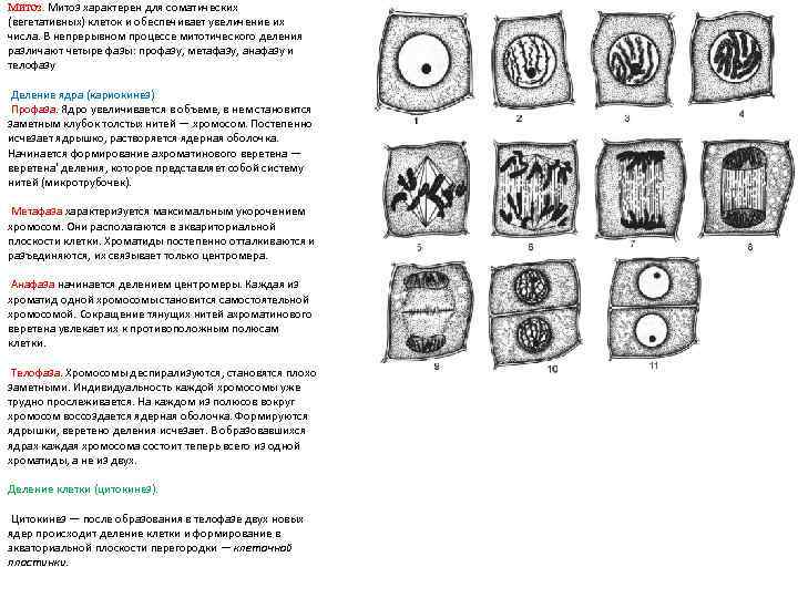 Митоз характерен для соматических (вегетативных) клеток и обеспечивает увеличение их числа. В непрерывном процессе